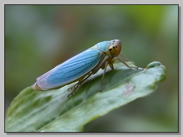 Cicadella, Scolia e Timarcha